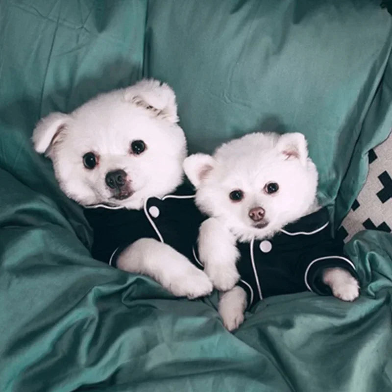 Paws & Style